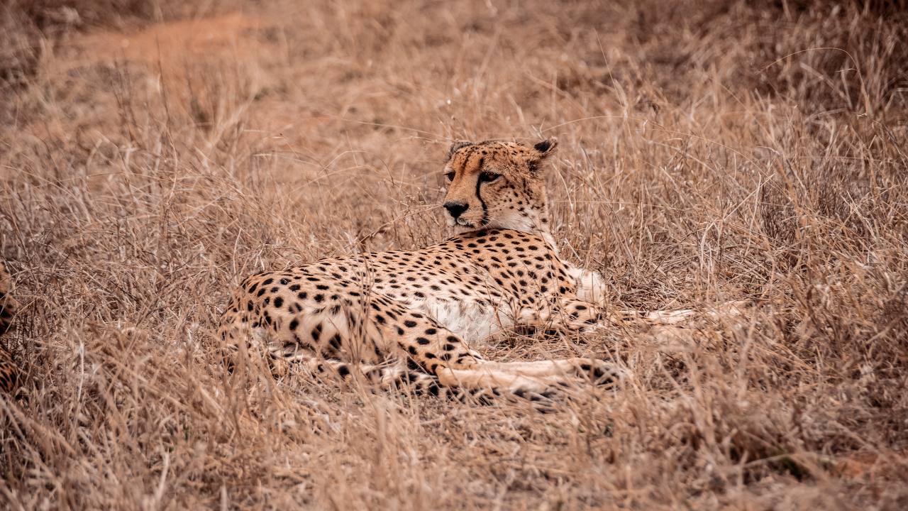 Tshukudu 2